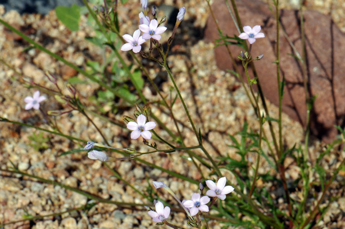 Gilia flavocincta, Lesser Yellowthroat Gilia